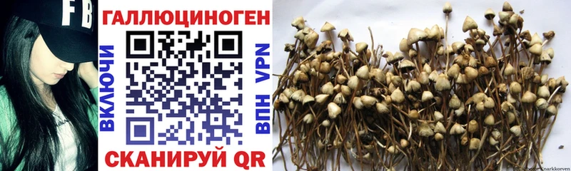 Галлюциногенные грибы Psilocybine cubensis  Белореченск 